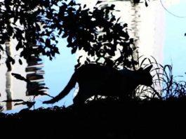 Esporotricose dispara em Pernambuco