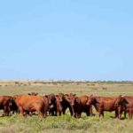 Brasil e Alemanha firmam acordo para apoiar agropecuária sustentável