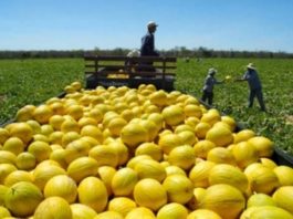 MELÃO/CEPEA: Fim de safra no Vale do São Francisco reduz oferta