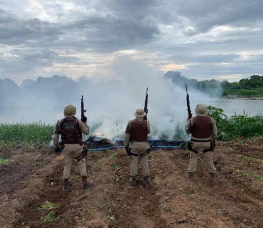 PM destrói mais de cinco mil pés de maconha em Curaçá-BA