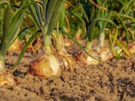 CEBOLA/CEPEA: Baixa oferta mineira dificulta vendas