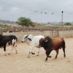Feira do Gado de Caruaru não será realizada no dia 2 de novembro