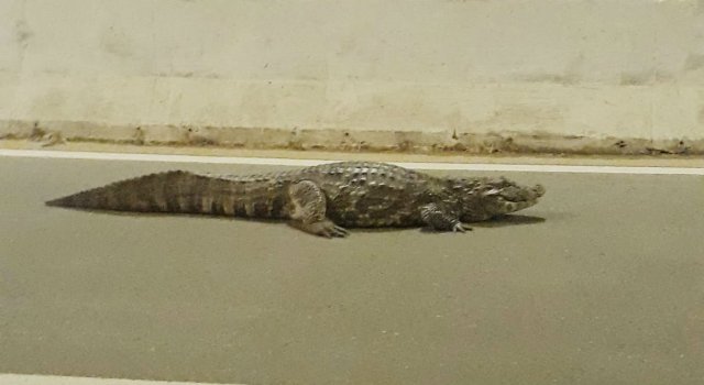 Jacaré