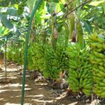 BANANA: Preço da prata anã sobe 47% no Vale do São Francisco