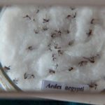 Qual a diferença entre dengue, zika e chikungunya? Saiba mais sobre as doenças