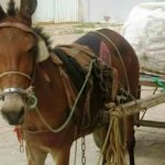 Burra roubada nessa madrugada em Cabrobó