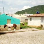 Orocó: Moradores reclamam da quantidade de cavalos soltos nas ruas e espalhando o lixo
