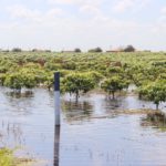 Chuvas comprometem 80% da safra de frutas do Vale do São Francisco do 1º semestre de 2022