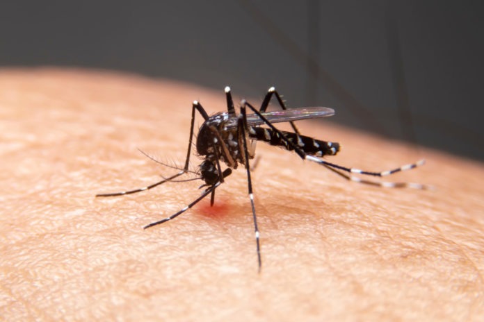 Striped mosquitoes are eating blood on human skin. Mosquitoes ar