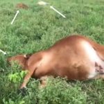 Raio mata sete vacas prenhas em sítio na Grande Natal; prejuízo chega a R$ 70 mil reais