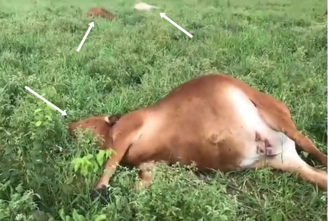 Vaca RN