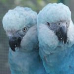 Ararinhas-azuis são soltas na natureza 20 anos depois de extinção; soltura acontece em Curaçá-BA