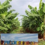 Codevasf garante recursos e empresa continua operando no Projeto de Irrigação Fulgêncio