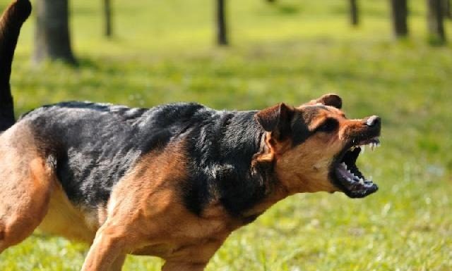 Cabrobó: Moradora pede providências acerca de cachorro atacando populares próximo a UBS Cohab