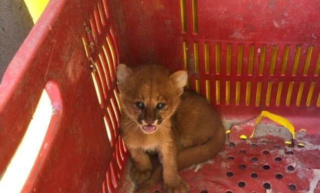 Filhote de gato do mato é resgatado na BR 232 em Sertânia