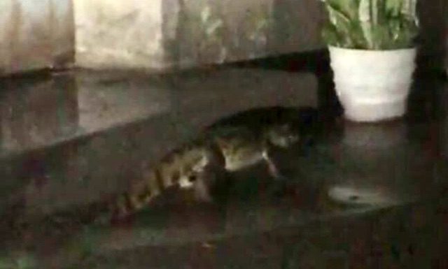 “É raro, mas acontece sempre!” outro jacaré é encontrado em Cabrobó