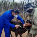 Adagro lança campanha para aumentar índice de vacinação contra brucelose em Pernambuco