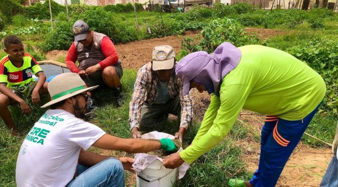 Ações do Projeto de Capacitação e Fortalecimento da Agricultura foram desenvolvidas em Petrolina