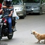 Orocó-PE: Animais soltos no meio das ruas causam acidentes; população pede socorro às autoridades