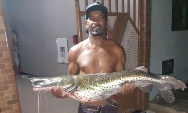 Não é história de pescador! Ibotirama-BA: Pescador comemora captura de surubim de 15 kg no rio São Francisco