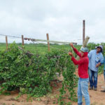Produtores de uvas do Vale do São Francisco dão prova de que a união é a matéria-prima do cooperativismo