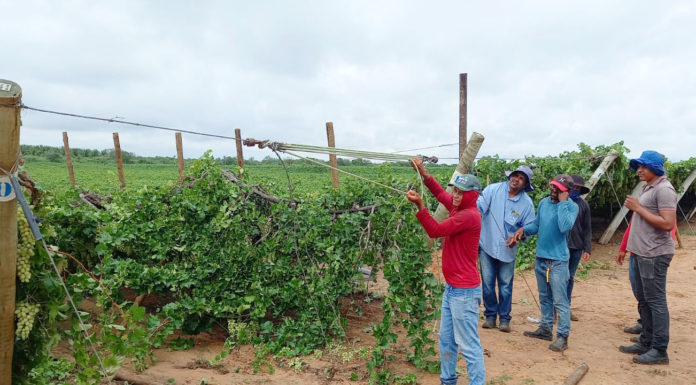 Produtores de uvas do Vale do São Francisco dão prova de que a união é a matéria-prima do cooperativismo