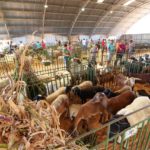ExpoRajada: Prefeitura de Petrolina fará décima edição do evento que celebra aniversário do distrito