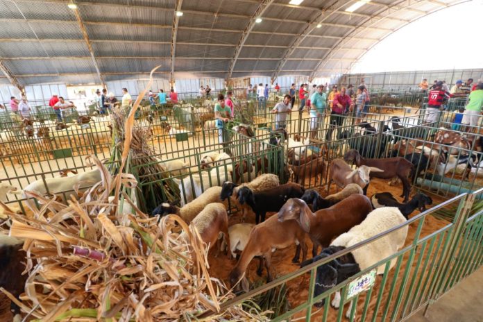 VIII ExpoRajada - foto Jonas Santos 01