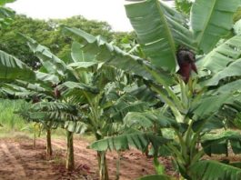 BANANA/CEPEA: Mercado é estagnado no Vale do São Francisco