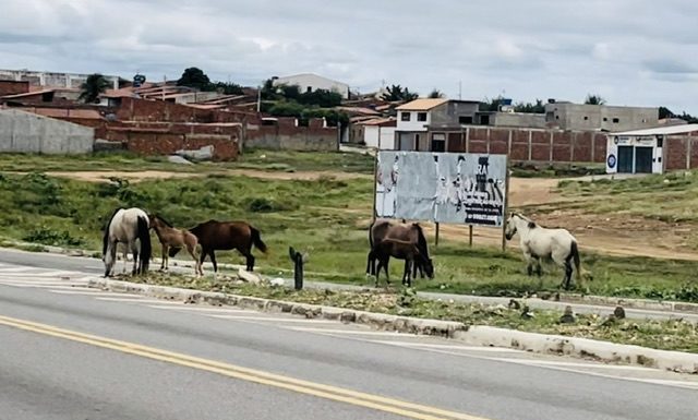 Cabrobó: Animais atrapalham trânsito na BR 428 e podem provocar acidentes