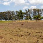 El Niño é anunciado no Brasil e pode durar até 2 anos