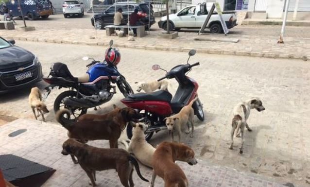 Cabrobó: Comerciantes cobram ações sobre a quantidade de cachorros próximo a Caixa Econômica
