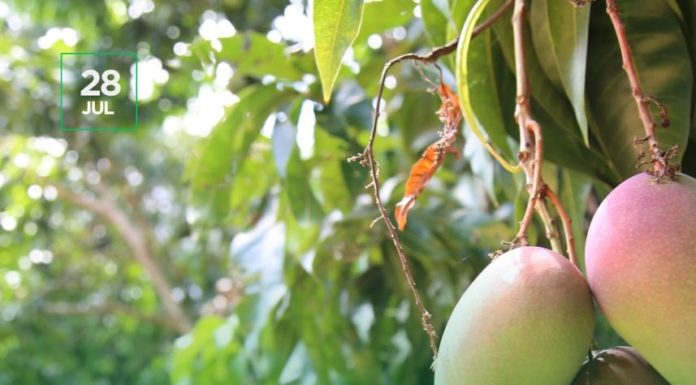 Dia do Produtor Rural: DINC parabeniza àqueles que Alimentam o Mundo com Dedicação e Sustentabilidade