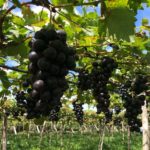 DINC repudia as declarações de Stédile sobre exportações e qualidade das frutas produzidas no Vale do São Francisco