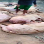 Carreta que transportava porcos tomba na BA-210, em Juazeiro-BA