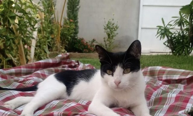 Atenção! gatinha está desaparecida em Cabrobó