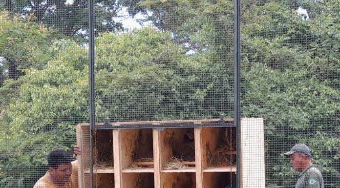 CPRH repatria quarenta aves para região Centro-Oeste
