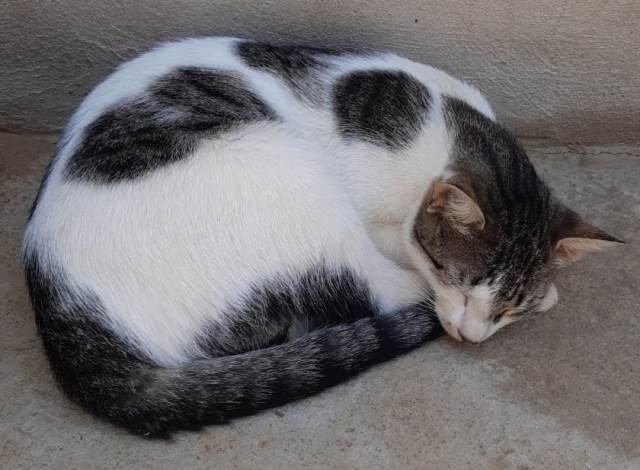 53ad09a2-77ba-43fb-8852-2ad034093db7