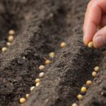 Falta de chuva atrasa semeadura da soja e do milho no Oeste da Bahia