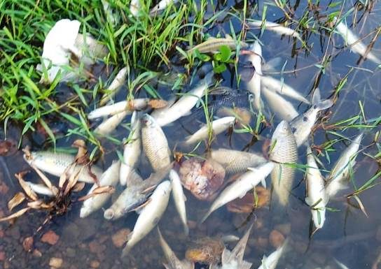 Moradores e pescadores denunciam mortandade de peixes no Rio São Francisco em Juazeiro-BA