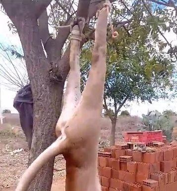 Onça é morta em Mirandiba e caso gera polêmica nas redes sociais