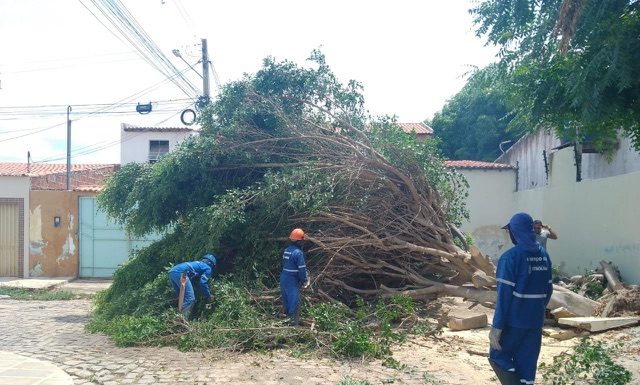 Prefeitura registra queda de mais de 30 árvores durante últimas chuvas em Petrolina