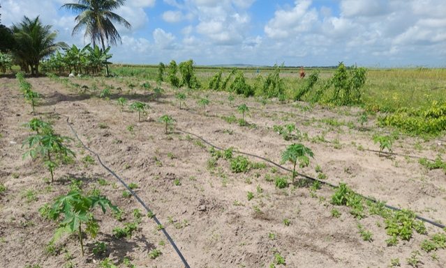 Codevasf investe R$ 1,5 milhão em tecnologia de irrigação em Pernambuco