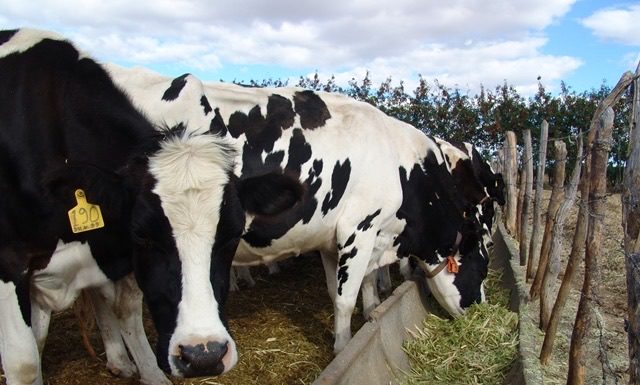 Codevasf em Recife (PE) investe na cadeia produtiva da Bovinocultura Leiteira em Pernambuco