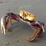 CPRH alerta para o início do período de defeso do caranguejo-uçá