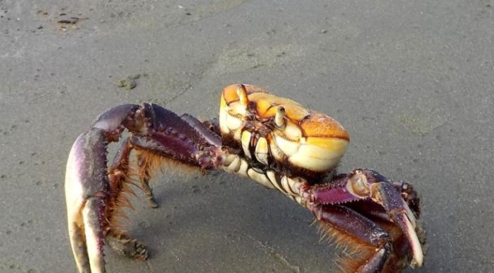 CPRH alerta para o início do período de defeso do caranguejo-uçá