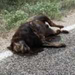 “Animal misterioso” é encontrado na Estrada de Pedrinhas em Petrolina