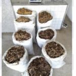 Policiais militares da 1ª CIPM apreendem 90kg de maconha pronta para consumo