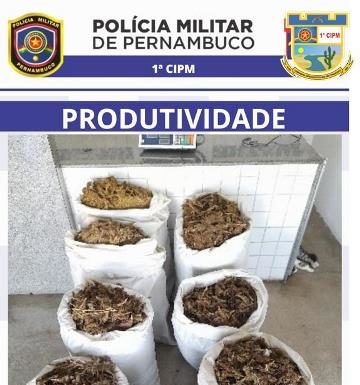 Policiais militares da 1ª CIPM apreendem 90kg de maconha pronta para consumo