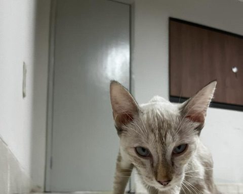 Atenção! Gatinha encontrada na Secretaria de Assistência Social em Cabrobó